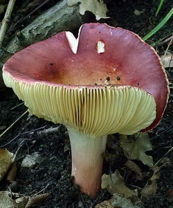 Gomba Russula fotó és leírás a fajta ehető syroezhek (fanyar, sárga, zöld, stb)