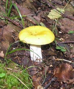 Ciuperci russula fotografie și descrierea speciilor de russula comestibile (caustic, galben, verde și altele)