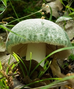 Ciuperci russula fotografie și descrierea speciilor de russula comestibile (caustic, galben, verde și altele)