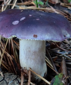 Ciuperci russula fotografie și descrierea speciilor de russula comestibile (caustic, galben, verde și altele)