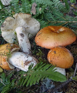 Ciuperci russula fotografie și descrierea speciilor de russula comestibile (caustic, galben, verde și altele)