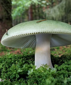 Ciuperci russula fotografie și descrierea speciilor de russula comestibile (caustic, galben, verde și altele)