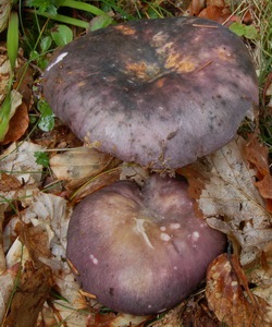 Ciuperci russula fotografie și descrierea speciilor de russula comestibile (caustic, galben, verde și altele)