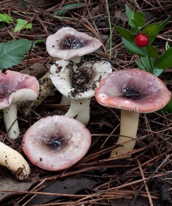 Ciuperci russula fotografie și descrierea speciilor de russula comestibile (caustic, galben, verde și altele)