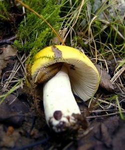 Ciuperci russula fotografie și descrierea speciilor de russula comestibile (caustic, galben, verde și altele)