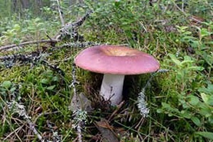 Ciuperci russula fotografie și descrierea speciilor de russula comestibile (caustic, galben, verde și altele)