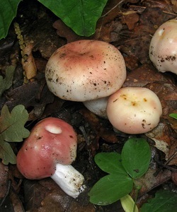 Ciuperci russula fotografie și descrierea speciilor de russula comestibile (caustic, galben, verde și altele)