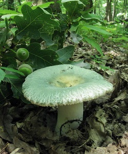 Ciuperci russula fotografie și descrierea speciilor de russula comestibile (caustic, galben, verde și altele)