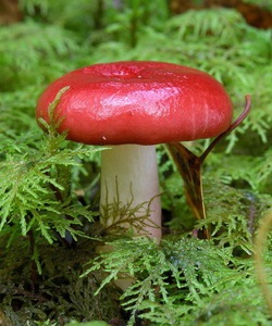 Ciuperci russula fotografie și descrierea speciilor de russula comestibile (caustic, galben, verde și altele)