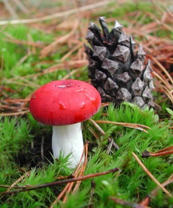 Ciuperci russula fotografie și descrierea speciilor de russula comestibile (caustic, galben, verde și altele)