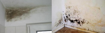 Ciuperca pe pereți - cum să lupte, fonduri din ciuperci și antiseptice, repararea apartamentului cu propriile mâini