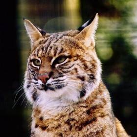 Iberian (spaniol) lynx - viața mea