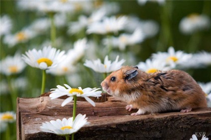 Nume pentru hamsteri