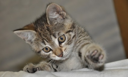 Informații interesante despre pisici și pisici în fotografii