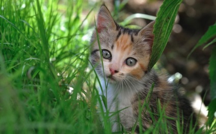 Informații interesante despre pisici și pisici în fotografii