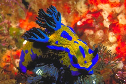 Informații interesante despre moluște vă vor permite să vă familiarizați cu locuitorii subacvatici
