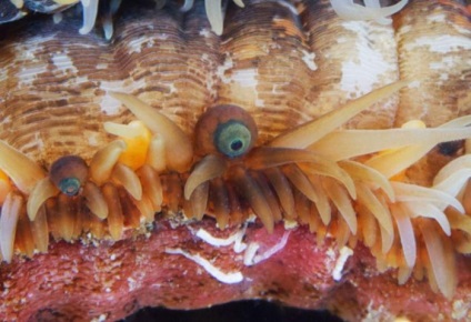 Informații interesante despre moluște vă vor permite să vă familiarizați cu locuitorii subacvatici