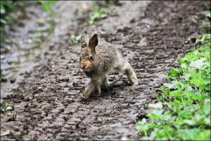 Inzerskie zubchatki, off-road