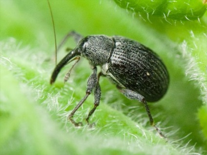 Cum să lupte eficient cu un weevil pe căpșuni în timpul înfloririi fără chimie - o ecologie