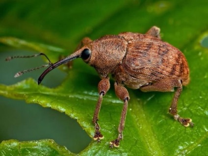 Cum să lupte eficient cu un weevil pe căpșuni în timpul înfloririi fără chimie - o ecologie