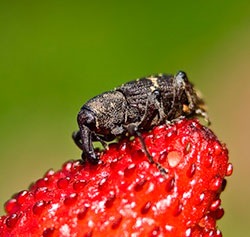 Cum să lupte eficient cu un weevil pe căpșuni în timpul înfloririi fără chimie - o ecologie