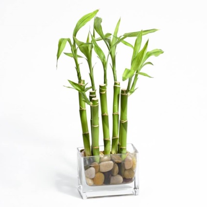 Care sunt soiurile de bambus?