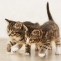 Care pisici sunt cele mai mici, îngrijirea pisicilor și îngrijirea câinilor