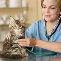 Melyek a leginkább miniatűr macska, ellátás kutyák és a macskák ellátás