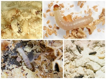 Cum să scapi de molii din cereale ce să faci dacă o molie a fost înfășurată