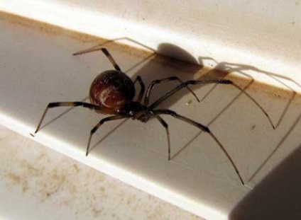 Cum să scapi de păianjeni acasă - rapid și pentru totdeauna