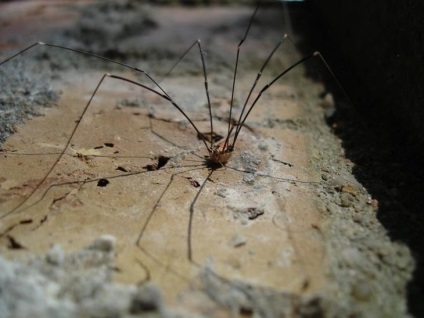 Hogyan lehet megszabadulni a pókok a lakásban, családi ház, az udvaron, az utcán az üvegházban