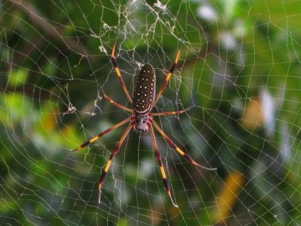 Hogyan lehet megszabadulni a pókok a lakásban, családi ház, az udvaron, az utcán az üvegházban