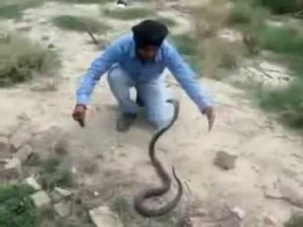 Cum să prindă o cobră (cum să prindă o vipera cu mâinile tale mn merge să viziteze șerpi)