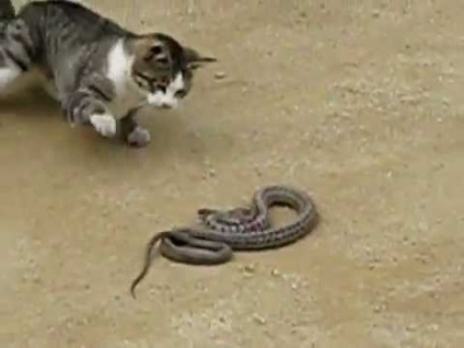 Cum să prindă o cobră (cum să prindă o viperă cu mâinile tale mn merge să viziteze șerpi)