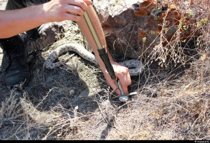 Cum să prindă o cobră (cum să prindă o vipera cu mâinile tale mn merge să viziteze șerpi)