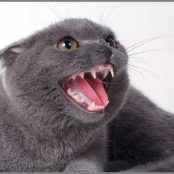 Cum se schimbă dinții la pisici dacă se schimbă dinții în pisici