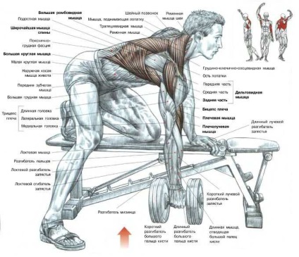 Cum să pompezi musculatura dorsală în casă - cum să pompezi muschii din spate acasă