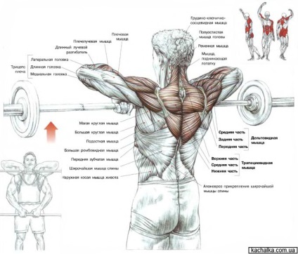 Cum să pompezi musculatura dorsală în casă - cum să pompezi muschii din spate acasă