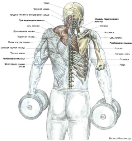 Cum să pompezi musculatura dorsală în casă - cum să pompezi muschii din spate acasă