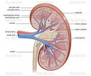 Cum să cureți rinichii, medicina populară