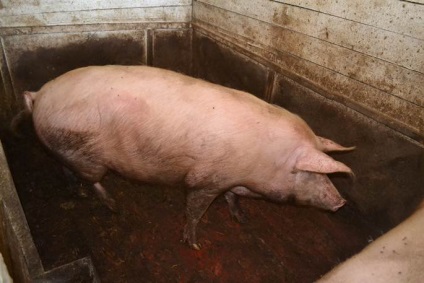 Ce producție de carne poate fi obținută prin sacrificarea porcilor
