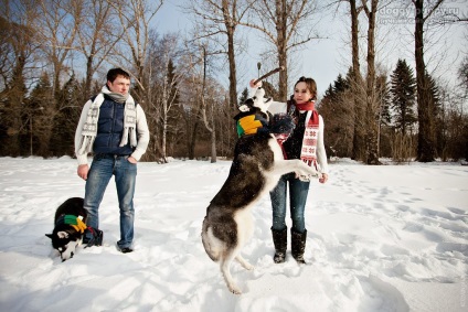 Cum să procedați în mod corect, unde și când să faceți plimbări cu hărțuit fotografii de plimbări cu husky