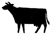 Cum să pregătești o vacă pentru făt în 1965 azimov g