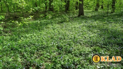 Cum să alegeți locul potrivit pentru căutări într-o pădure de pădure, vânătoare de comori de la a la i