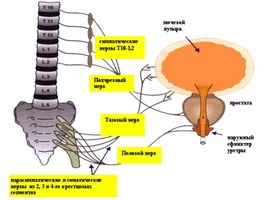 Cum să luați Nitroxoline cu prostatită