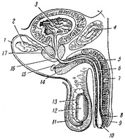 Cum să luați Nitroxoline cu prostatită