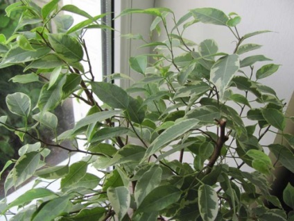 Hogyan terjednek Ficus Benjamin, gyökereztető dugványok otthon