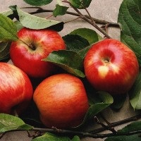 Cum sa alegi si sa cumperi mere pentru depozitare pe termen lung