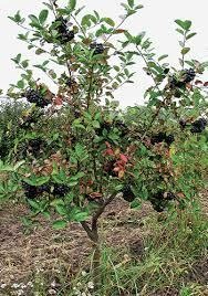 Hogyan növekszik berkenye vagy Aronia