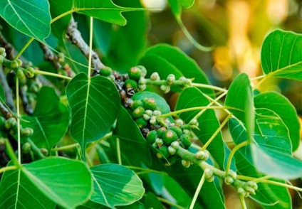 Cum să crească ficus sacru în casă, trăsături ale speciei